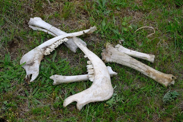 , jaw bone of an animal, dry bone, skeleton of a dead animal,skeleton parts, animal teeth on skeleton,