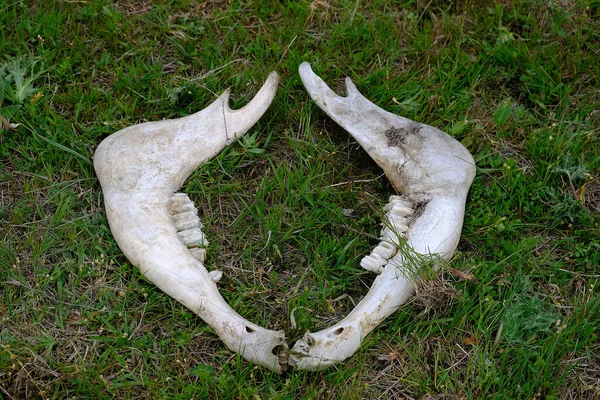 bone fragments of an animal, jaw bone of an animal, dry bone, skeleton of a dead animal,