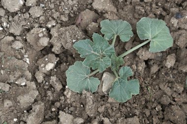 Yeni filizlenen balkabağı bitkisi, toprak ve balkabağı bitkisi,