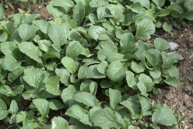 Turp bitkisi, turp yaprağı.