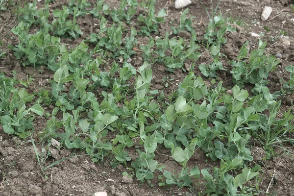 Gekeimte Kleine Erbsenpflanze Garten Gepflanzt — Stockfoto