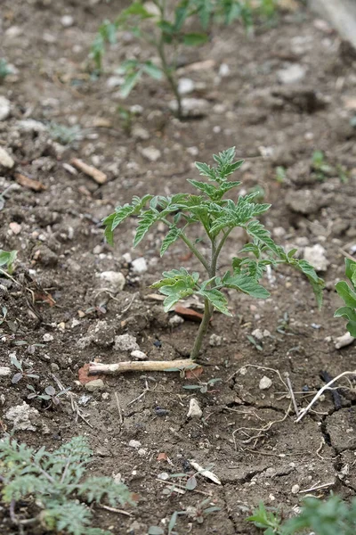 Neu Gepflanzte Tomaten Setzlinge Garten Tomaten Pflanze Bio Garten — Stockfoto