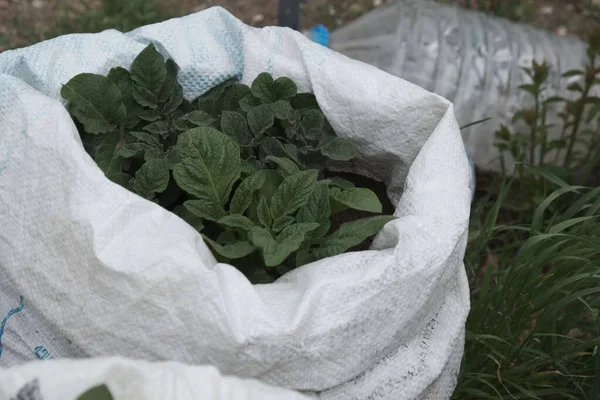 Doğal bahçedeki çantaya patates ektim, torba içinde patates yetiştirdim.,