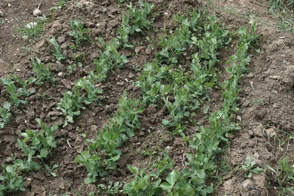 Gekeimte Kleine Erbsenpflanze Garten Gepflanzt — Stockfoto