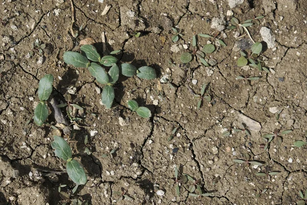 Newly Sprouting Cucumber Plant Soil Cucumber Plant — Stock Photo, Image