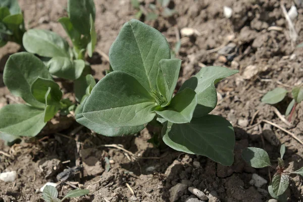Neu Gekeimte Spanische Bohnen Garten Gepflanzt Bohnenpflanze Natürlich Und Biologisch — Stockfoto