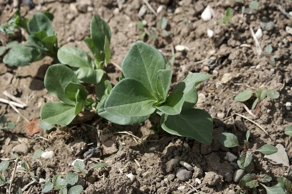 Neu Gekeimte Spanische Bohnen Garten Gepflanzt Bohnenpflanze Natürlich Und Biologisch — Stockfoto