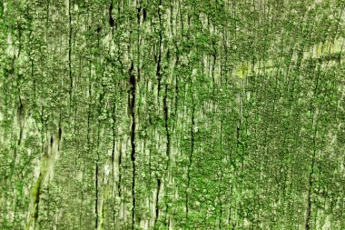 Eski ahşap doku örtmek yeşil yosun ile.