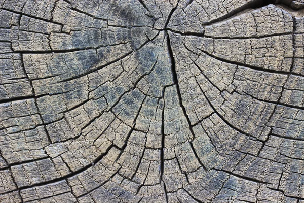 Closeup of warm flat wood texture. Annual rings of tree stump. — Stock Photo, Image