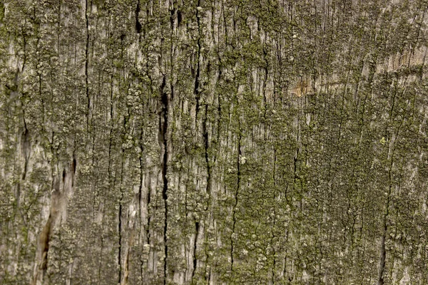 Cubierta de textura de madera vieja con musgo verde . — Foto de Stock