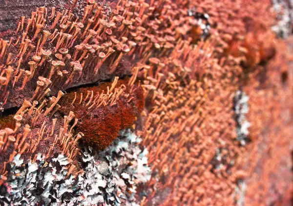 Textura de madeira velha coberta com musgo verde . — Fotografia de Stock