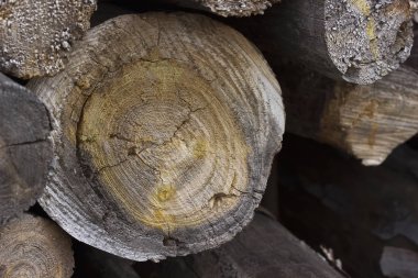 Ağacın kesiti. Ağaç günlüğü.