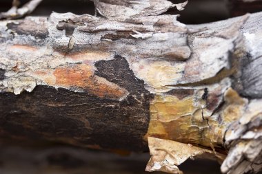 Çam günlük ağaç kabuğu ile yakın çekim.