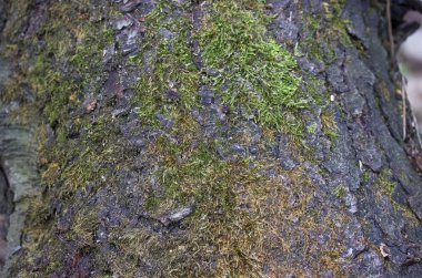 Çam kabuğu yeşil yosun makro ile kaplı.