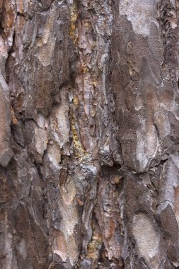 Çam kabuğu yakın arka plan veya doku.