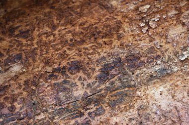 Çam ağacı kabuğu doku veya arka plan yakın.