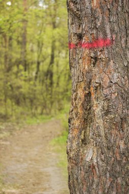 Bahar çam ağacı gövde kırmızı çizgili boyalı.
