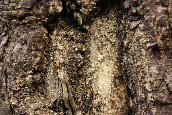 Pine bark närbild bakgrund eller konsistens. — Stockfoto