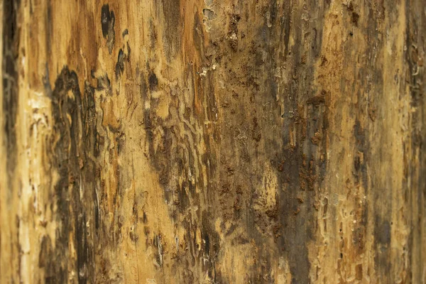 Pine Tree bark textur eller bakgrund närbild. Stockfoto
