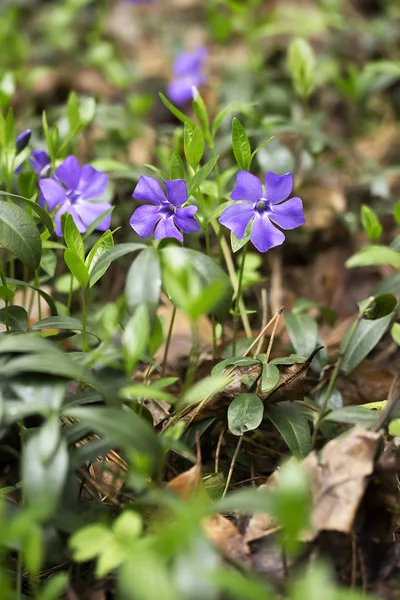 Flor de periwinkle azul, Wild Vinca Periwinkle. Bosque de primavera . —  Fotos de Stock