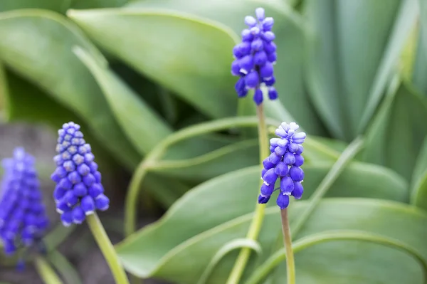 Blå vårblomma. Grape hyacint i skogen. — Stockfoto