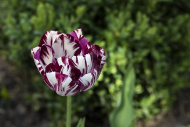 Beyaz ve mor Zurel Lale kapat.