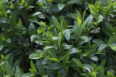 Yeşil yaprakları arka plan veya doku. Doğal desen.