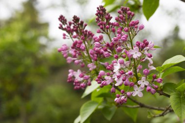 çiçek açması Menekşe leylak dalı yakın çekim.