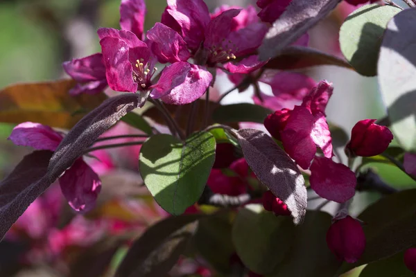 ピンクの花、フルーツの木春の花背景. — ストック写真