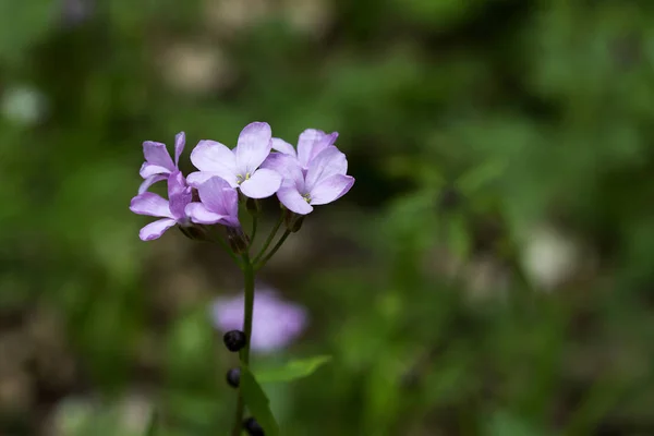 Fialový květ jsou kvetoucí a blured pozadí. — Stock fotografie