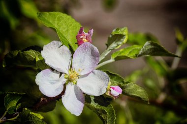 Bir elma ağacı bir çiçek çiçek açması dalı. bahar