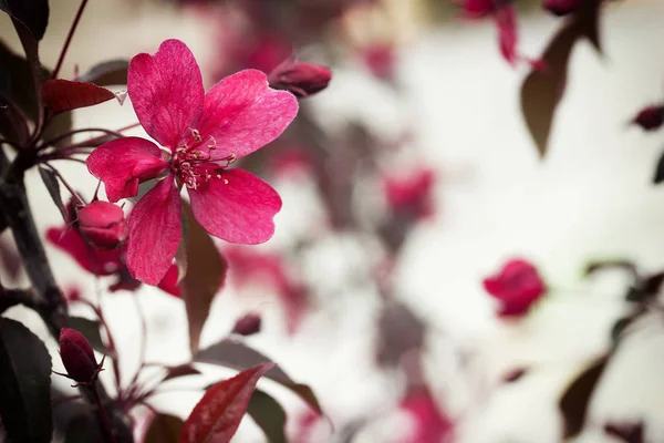 Fiori rosa, albero da frutto fiori primaverili sfondo. primavera — Foto Stock