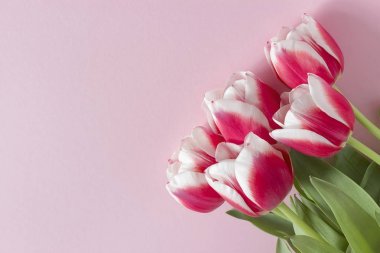 Pembe bir arka plan üzerinde beyaz kenarlıklı kırmızı lale.