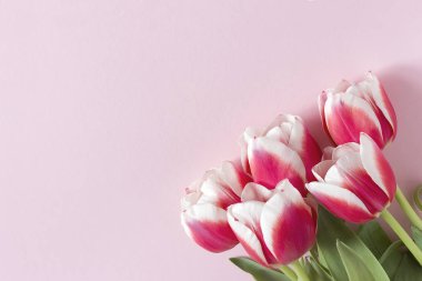 Pembe bir arka plan üzerinde beyaz kenarlıklı kırmızı lale.