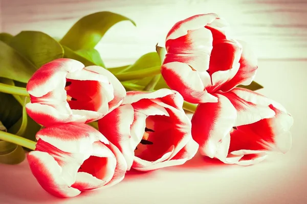 Czerwone tulipany z białym obramowaniem na różowym tle. — Zdjęcie stockowe