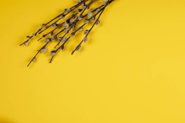 Paskalya dekorasyon brançlardan Sarı zemin üzerine tomurcukları ile.