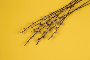 Paskalya dekorasyon brançlardan Sarı zemin üzerine tomurcukları ile.