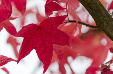 Ağaç dalı kırmızı akçaağaç yaprağı