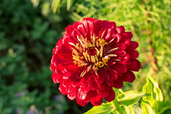 Kırmızı gerbera tek çiçek başkanı