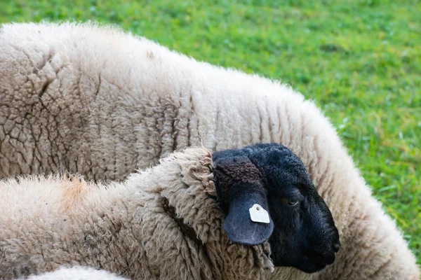 Sheep with black head (Rhoenschaf)