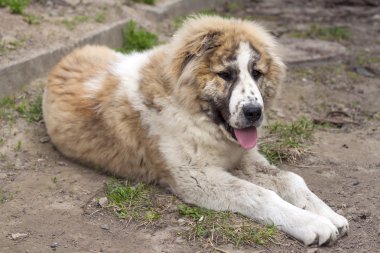 Orta Asya Shepherd (Alabai yedi ay köpek yavrusu)