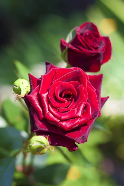 Scarlet rose closeup on green garden background — Stock Photo, Image