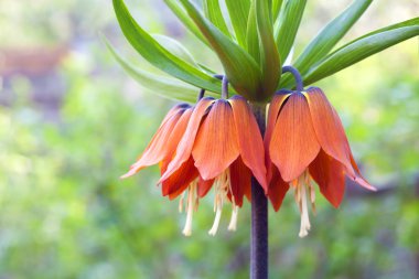 Kaiser'ın taç (Fritillaria imperialis) çiçek portre
