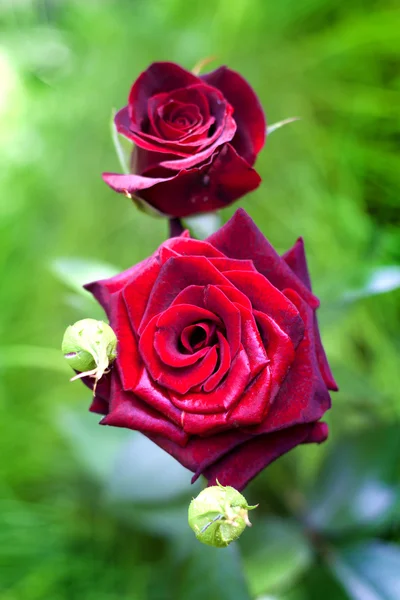 Rosa escarlata primer plano sobre fondo de jardín verde —  Fotos de Stock