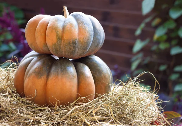 Zwei frische ganze Kürbisse auf Heu liegend — Stockfoto