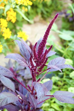 Kırmızı mor (Amaranthus cruentus) önümüzdeki