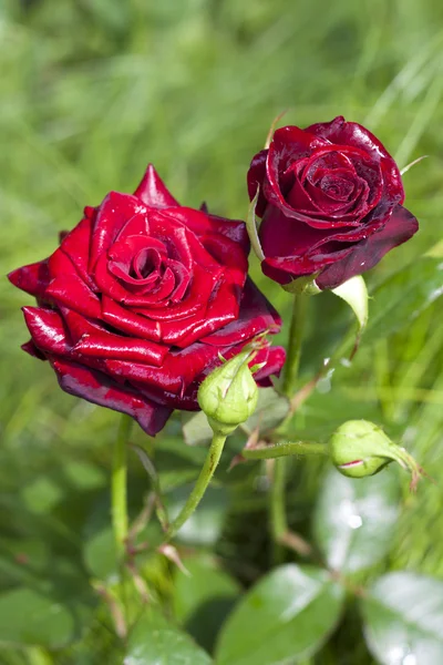 Rosa escarlata primer plano sobre fondo de jardín verde —  Fotos de Stock
