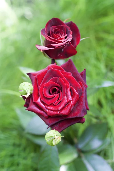 Scarlet rose closeup on green garden background — Stock Photo, Image