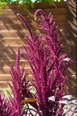Kırmızı mor (Amaranthus cruentus) önümüzdeki closeup güneşli