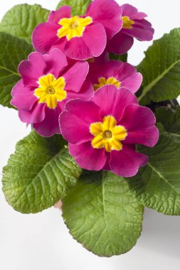 Pembe Primula çiçek closeup beyaz arka plan üzerinde